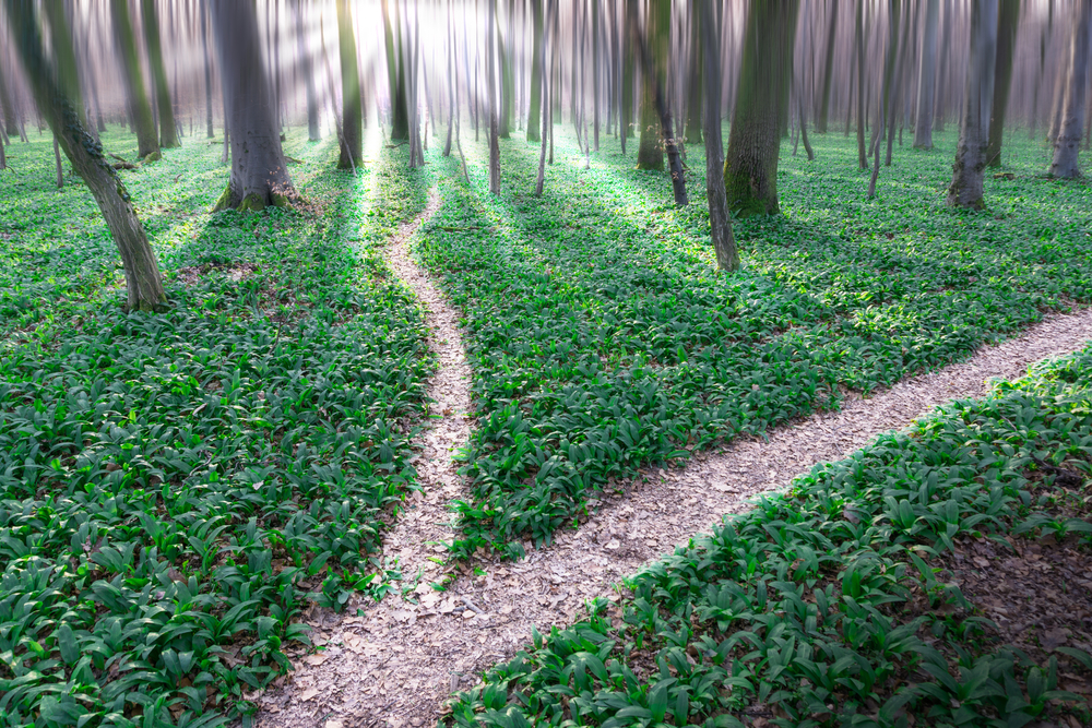 Paths diverging in a forest